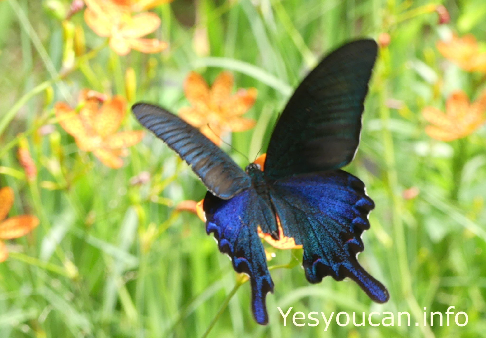Papilio dialis tatsuta, large blue swallowtail, Jinnan trail, Taipei, Taiwan