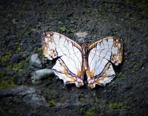 Taiwan's Cyrestis thyodamas formosana Butterfly. Also known as the map butterfly!