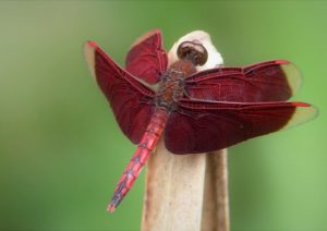 red dragon fly in Wulai