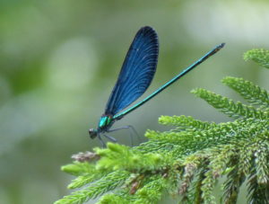 blue damsel fly in Wulai