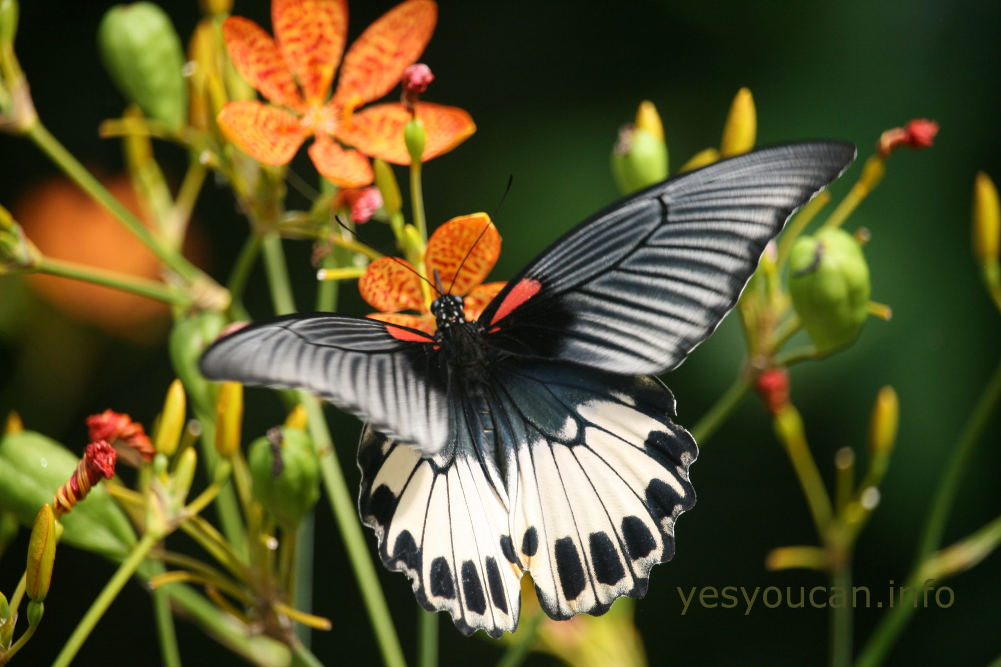 Tips for when to go out looking for butterflies – Jiannan Trail, Taipei
