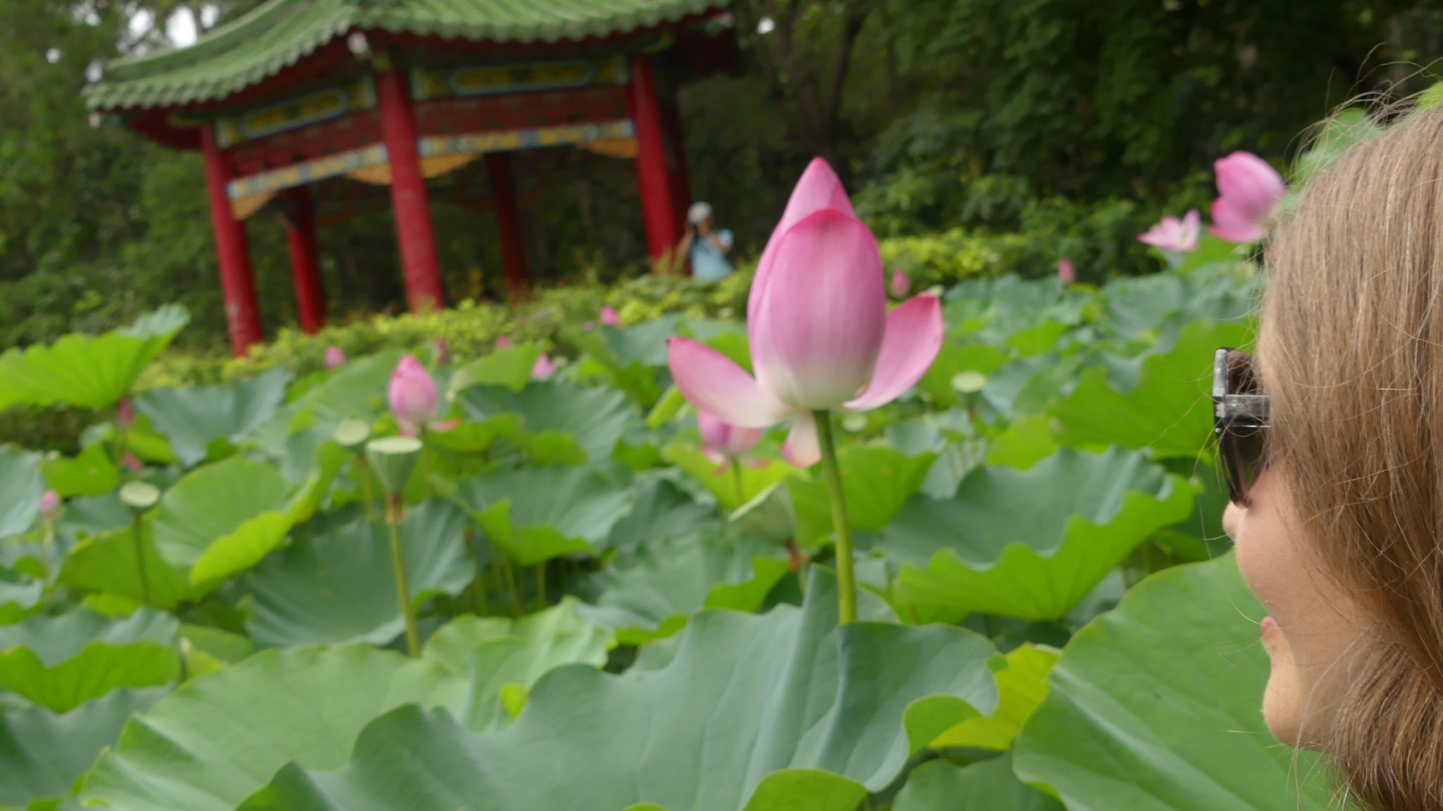 Taipei’s Botanical Garden, Lotus Pond & surrounding attractions